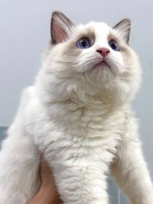 Ragdoll male