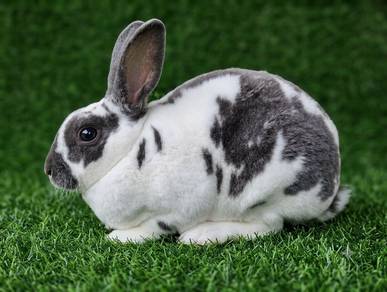 arnab minirex pure