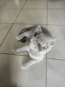 BSH Lilac