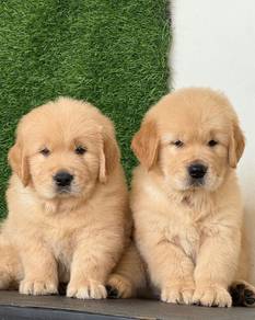 Golden Retriever @1