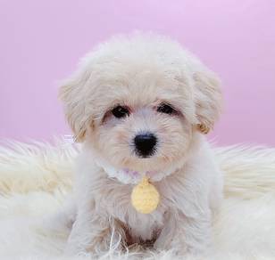 Maltipoo