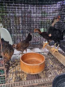 Anak ayam pama