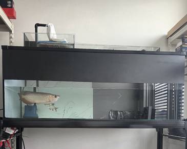 MALAYSIAN GOLDEN AROWANA 4FT tank