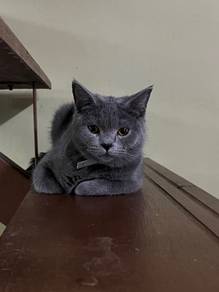 Bsh mix scottish