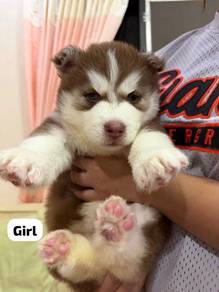 Wolly Husky Puppy - Female 01
