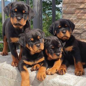 Rottweiler available
