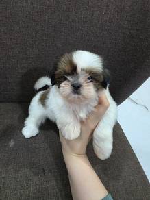 Apple head Shihtzu Puppy