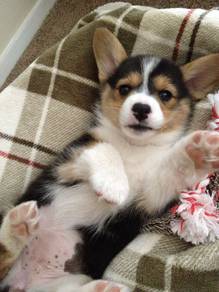A3939 Heart-stealer Corgi Cute Fluffy Butt Puppy B
