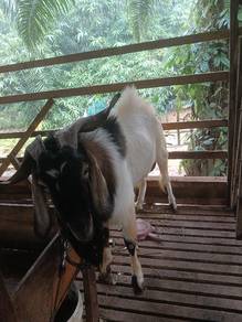 kambing Boer cross 