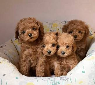 BVV3399 Toy Poodle cute family pet puppy