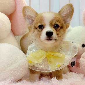 Welsh Corgi
