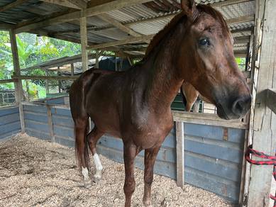 Kuda KKB Gelding Jackpot