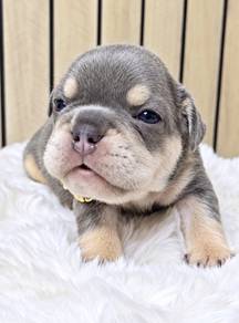 FRENCH BULLDOG PUPPIES VIP143🌻 boy-girl lilac tan
