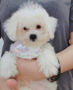 Bichon