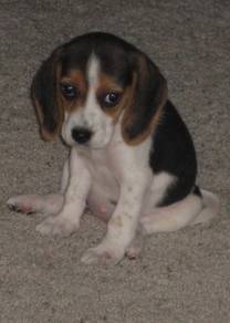 Endearing Beagle Smooth Coat Long Ears Puppy Dog