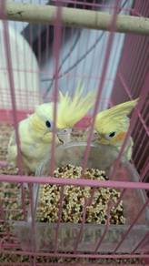Burung teil
