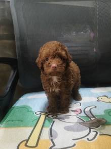toy poodle 