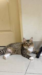 Cat For Adoption (Already Rehome)