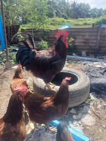 Pembekal Anak Ayam RIR
