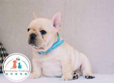 French  Bulldog