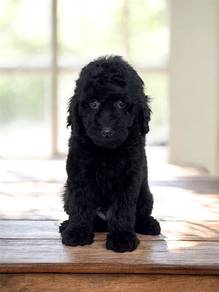 Toy Poodle Male 3 months offer