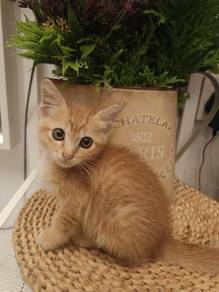 anak kucing comel aktif untuk diberi