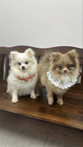 8 mths old Pomeranian Male n Female Puppies