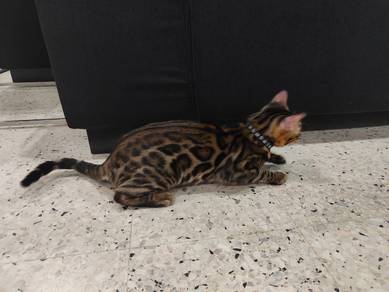 Kucing Bengal untuk dijual