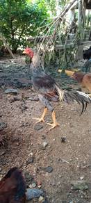 Ayam baik