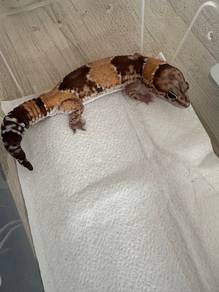 Gecko