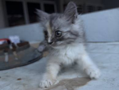 Little Cat Re-home