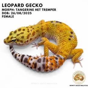 Leopard Gecko Malaysia Tangerine Het Tremper JB