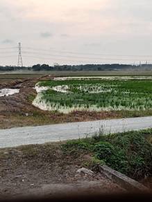 Agricultural Land in Seberang Perai, PNG