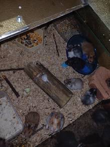 anak umur 5 minggu hamster 
