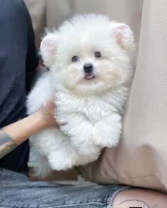 Bichon -Boy 