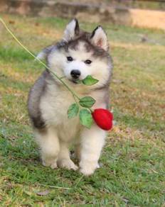 Wooly Husky