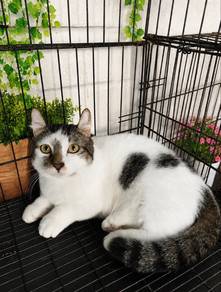 Munchkin cat