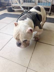 American bulldog