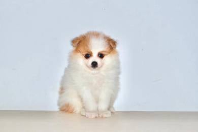 D37 Fluffy Pomeranian Puppy