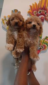 maltipoo