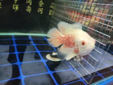 albino red oscar