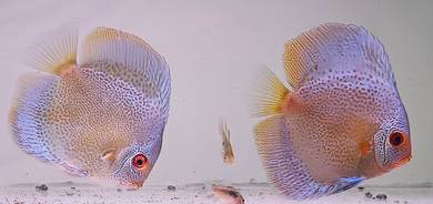 Discus pair