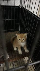 BSH Kitten (Female)