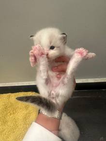 Ragdoll Kitten for Rehome 🐱🤍