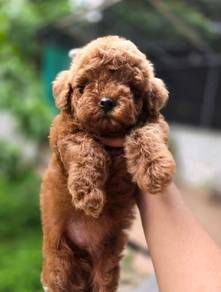 toy poodle