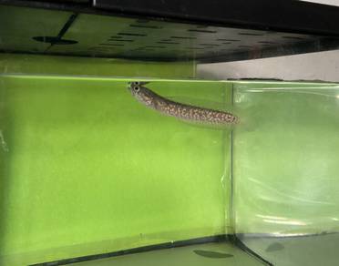 Channa asiatica whitespot pure