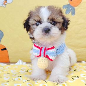 Shih tzu