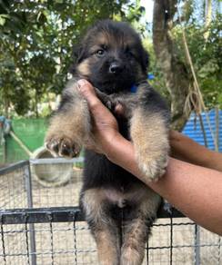 German Shepherd
