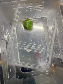 samurai blue pacman frog