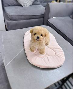 Maltipoo puppies 